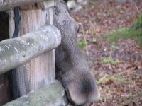 cumak: bialowjejski park narodowy