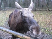 los: bialowjejski park narodowy