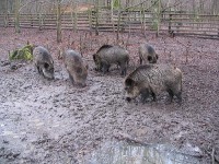 prasata: bialowjejski park narodowy