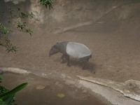 tapir: Bronx ZOO