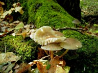 Turkov - houby