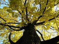 Mračská tvrz: staletý strom na parkáně