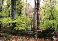 Blanský les CHKO