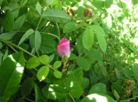 Růžový Palouček: .... kvete jediný den