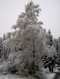 první sníh na Šumavě