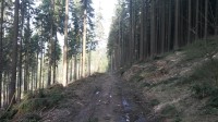 Lesní cesta ke kapličce