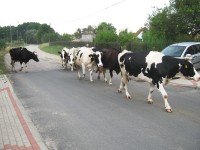 06 Krávy v Nowe Wiosce