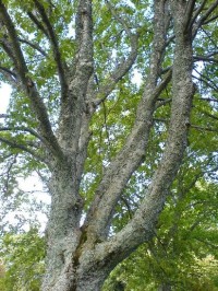 Strom z Hůrky