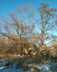 Veselí nad Lužnicí: stromy na Rafandě