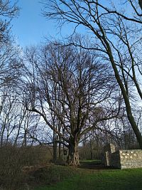 památný strom u kaple