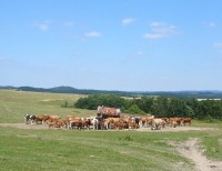 Jívová: Žíznivé stádo na pastvinách u Jívové