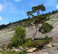 Jezero Fyresvaten - přerostlá bonsai