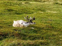 Nordkapp - sobi