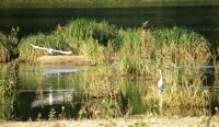 Loira u Chateauneuf sur Loire - volavky