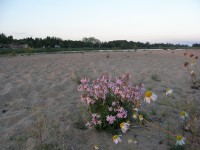 Loira u Chateauneuf sur Loire