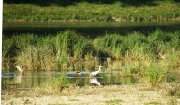 Loira u Chateauneuf sur Loire - volavka