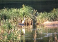 Loira u Chateauneuf sur Loire - volavka