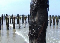 Cestou z Utah Beach - život pláže