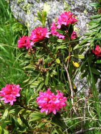 Rododendrony na úbočí Aiquile du Midi, 2200 m
