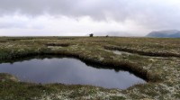 Andénés - tundra v okolí města, severvní Vesterály, Norsko