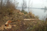 Ohlodaný strom po bobrech: Jezero Tovačov II