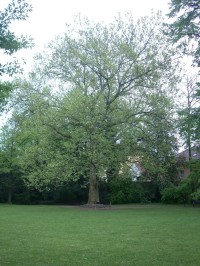 zámek Opočno park