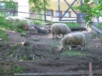 ovce u budovy společnosti ochránců Prokopského údolí