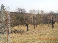 Třešně v Libeňské oboře
