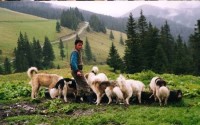 Psi rumunských pastevců