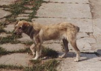 Rumunský pes - Tulák