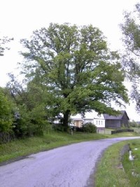 Čaková - strom a pomník Hanze Kudlicha