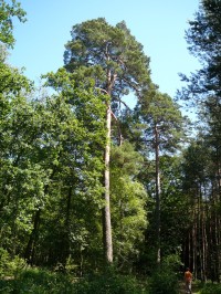 jeden z nádherných stromů - borovice