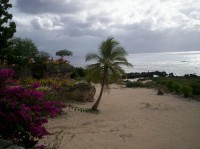 Vanuatu: Scenerie s palmou a mořem