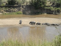 Hippos at Mara River