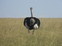 Ostrich Bird in Mara kenya