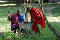 Try out Masai Culture by Skinning a Goat