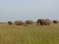 Kenya Elephants