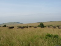 Spectacular Views of Masai Mara