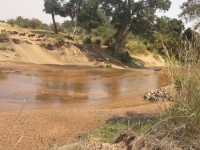 The Wildbeests Miggrating at Mara River From Serengeti in Tanzania to Masai Mara,