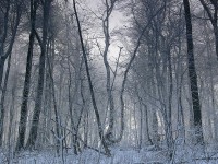 Zimní prales 