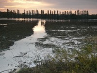 Vypuštěný Travný rybník