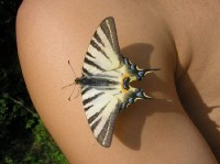 Veľká Domaša - Dobrá  - motýlek