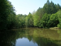 Rybník v Kosteleckém lese