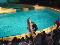 Představení s delfíny