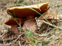 Borovnička: Poklady v místních lesích