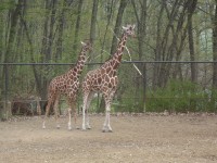 Žirafy síťované - ZOO Brno - 14.4.2012
