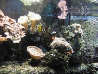 Mořské akvárium s klauny očkatými - ZOO Brno - 14.4.2012