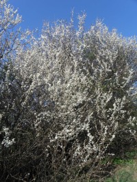 Přírodní památka Vinohrady - kvetoucí trnky obecné - 18.4.2012