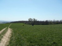 Hrušeň Šmigula - 28.4.2012