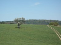 Hrušeň Šmigula - 28.4.2012